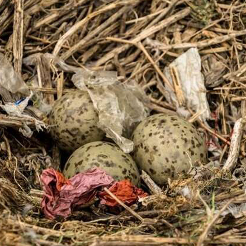 Seabird Nests Filled With Discarded Plastic Debris
