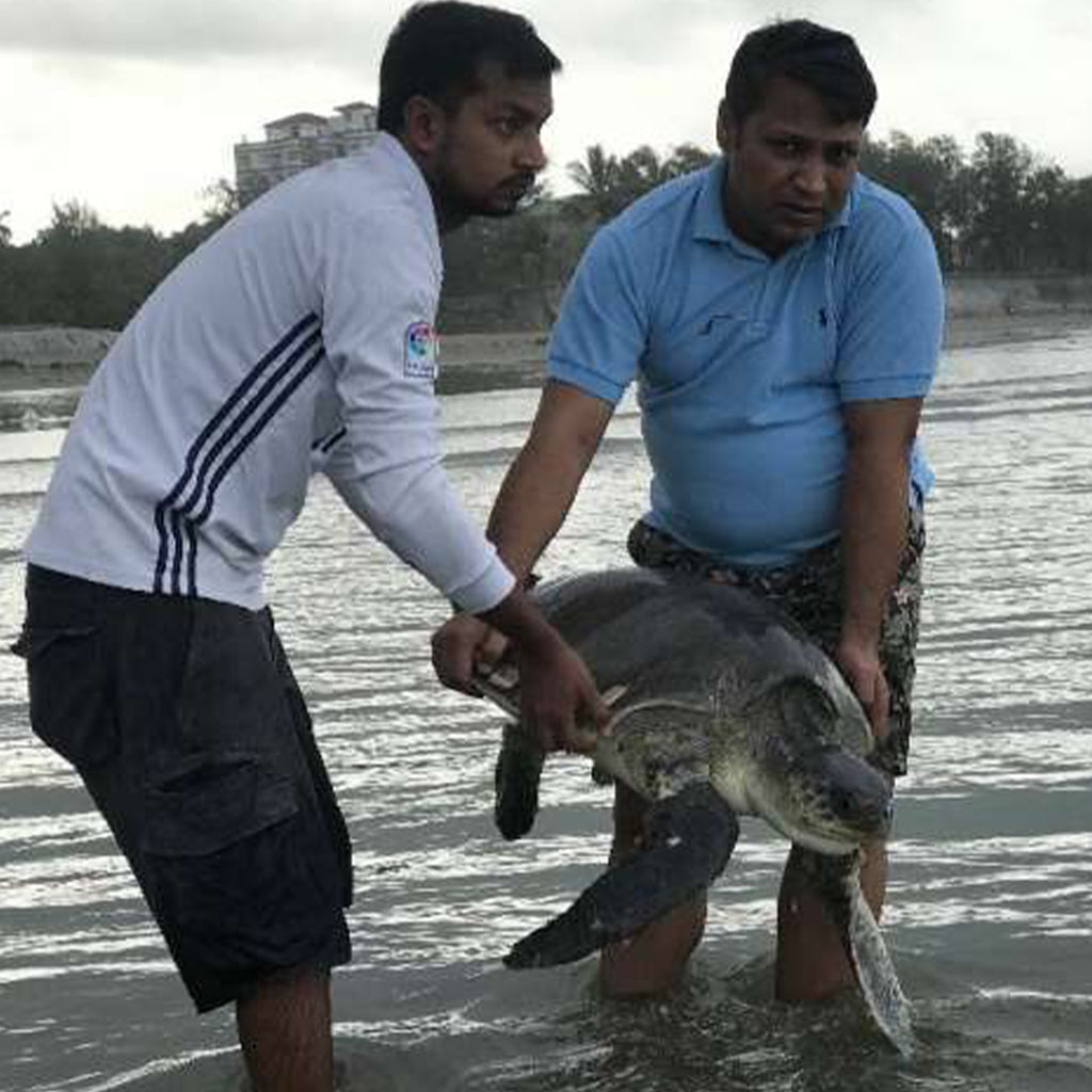 160 Turtles Caught In Plastic Waste, Rescued From Bangladesh Beach