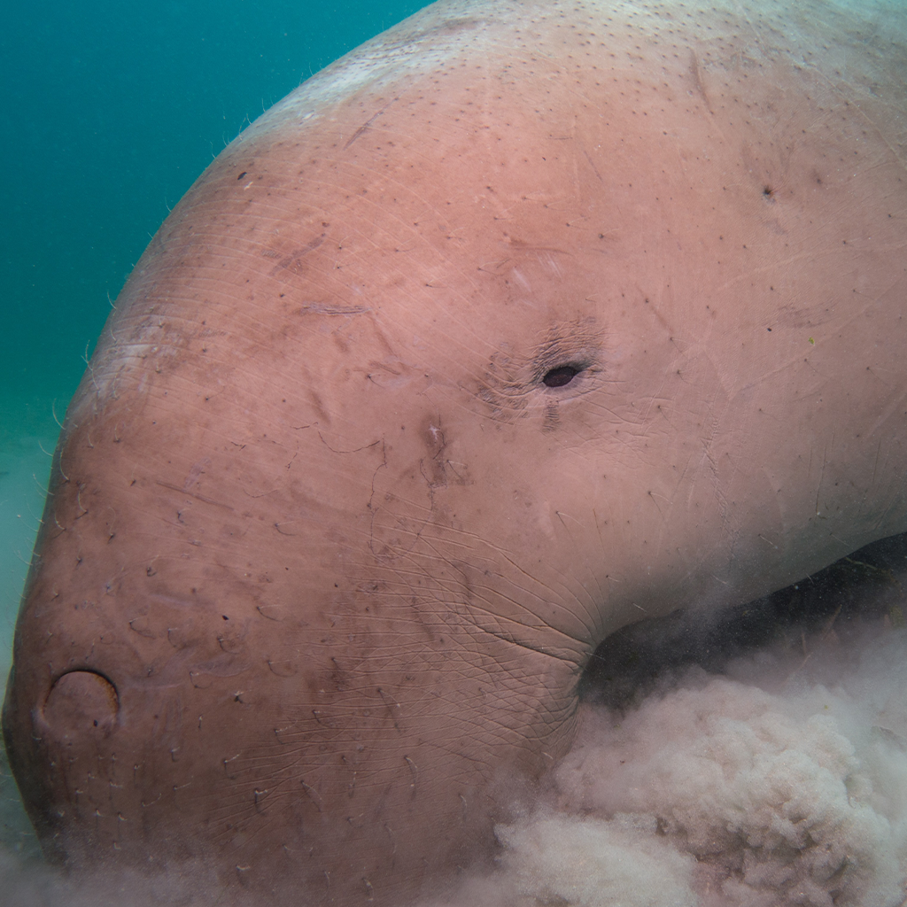 Thailand's Young Dugong, Marium, Dies After Ingesting Plastic